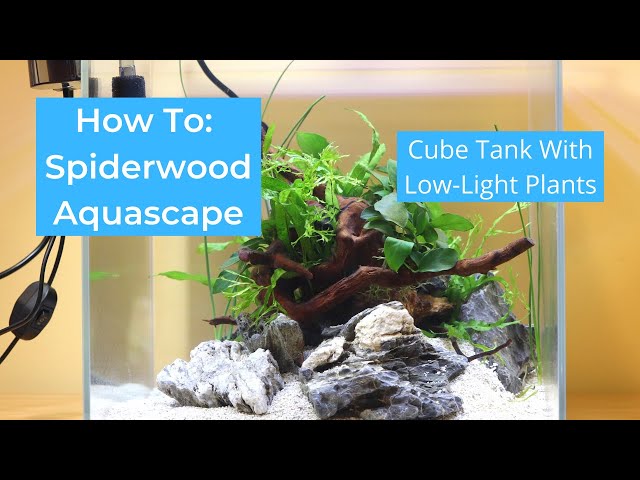 Spiderwood Aquarium Hardscape — Buce Plant