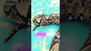 big snake! The Size of This Python Will Blow Your Mind! #shorts