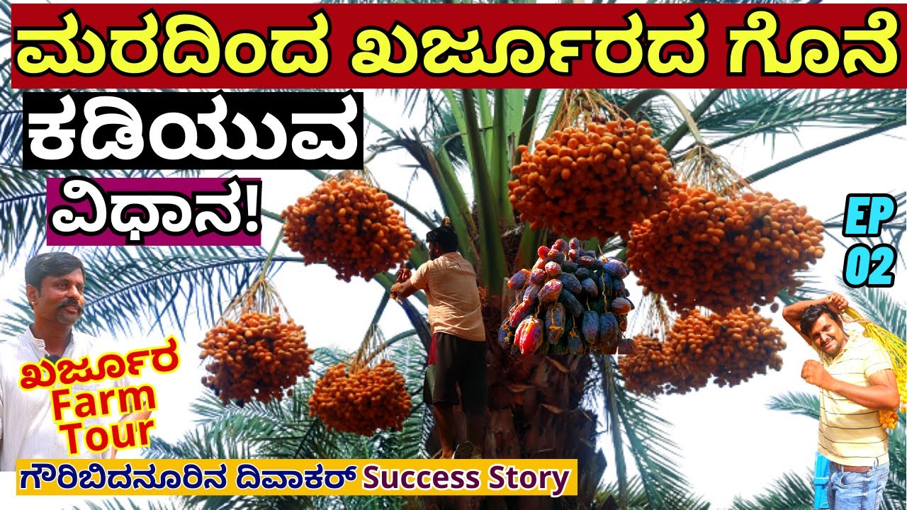 FARM TOUR-"ಖರ್ಜೂರದ ಮರದಿಂದ ಗೊನೆ ಕತ್ತರಿಸೋದು ಹೇಗೆ ನೋಡಿ!"-E02-Kharjura Farm-Divakar-Kalamadhyama-