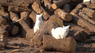 How to tell white cats apart