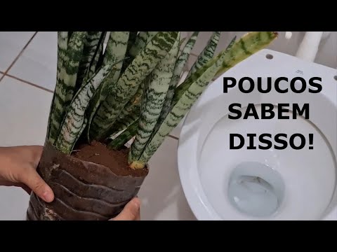 Vídeo: Plantando um spa no jardim - como cultivar ervas e plantas de spa