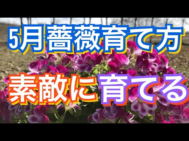 5月バラ育て方 環境に合わせた育て方 Youtube