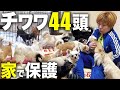 ブリーダー廃業!チワワ44頭 家へ大移動!家がチワワだらけに・・【後編】:798