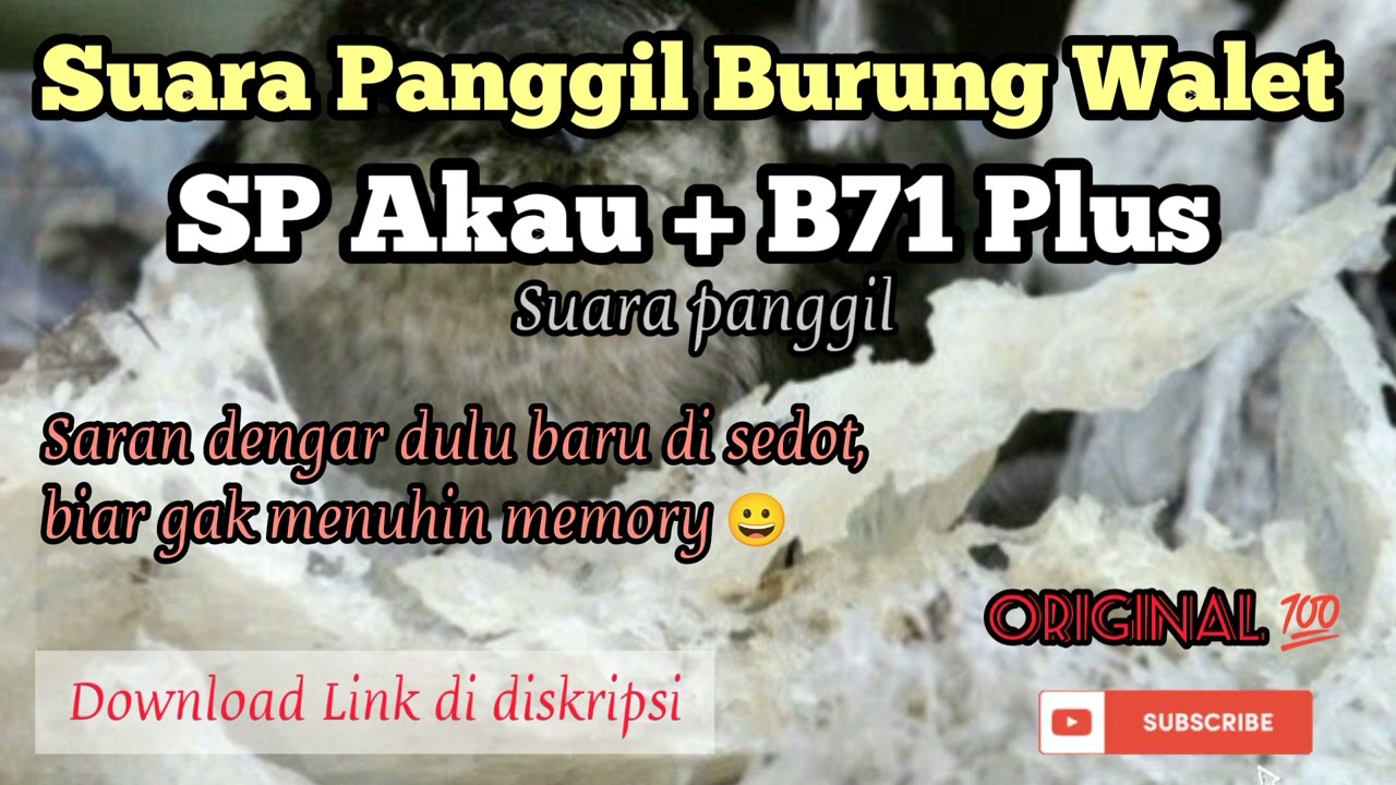 Suara Burung Walet SP Akau + B71 Plus