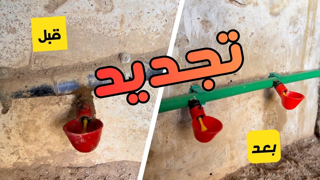 🔥 أسهل طريقة لتركيب سقاية أوتوماتيك للدجاج بأنبوب PVC | بدون تسرب وبأقل تكلفة