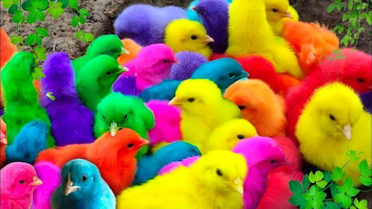 Menangkap Ayam Warna, ayam lucu, ayam warna warni, bebek lucu, kelinci lucu, hewan lucu