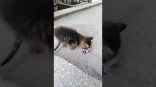 Bir Hadiste, Yeryüzündekilere Merhamet Edin Ki, Göktekiler De Size Merhamet Etsin. Denilmektedir.