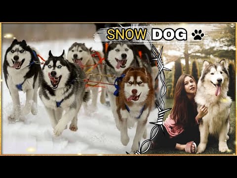 Video: 150+ Nama Keren Husky dan Ide Nama Kereta Luncur Anjing