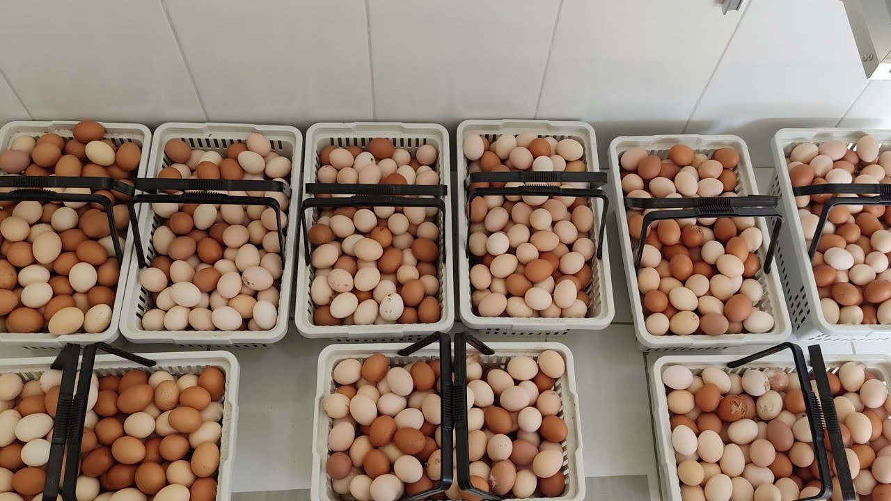 Limpeza de Mais de 1000 Ovos por Dia: Método Eficiente Revelado!