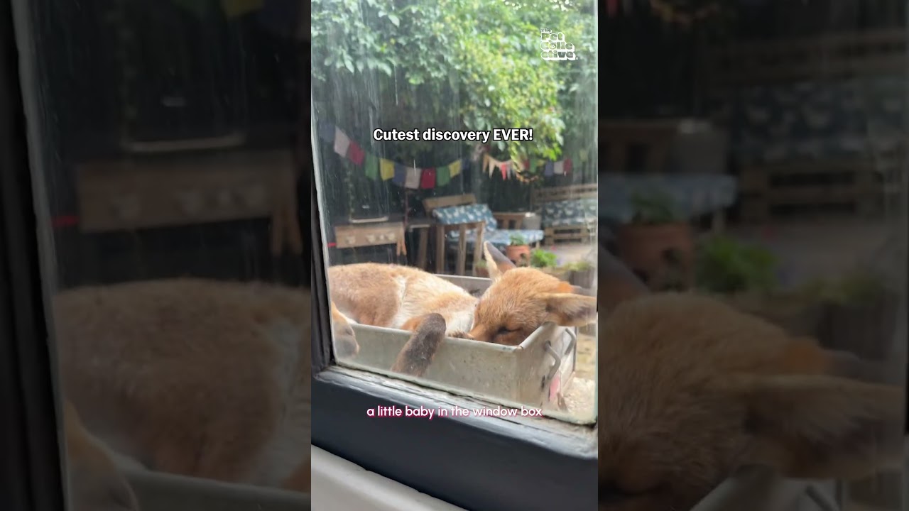 Tiny Fox Found Sleeping In Window Planter 😍