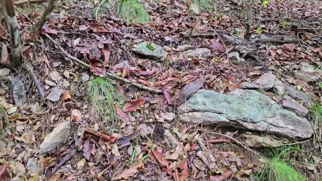 덕유산 20250928 우중 송이보러갔다가 능이보고 화들짝 미끄덩 자빠라질뻔~! 휴...