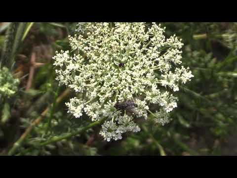 Video: Materiály Pro Zimní úkryt Rostlin. Část 2