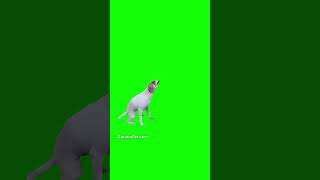 Dance Till You're Dead - Brazilian Dog Dancing - Green Screen