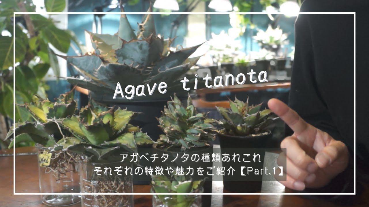 アガベチタノタの種類あれこれ｜それぞれの特徴や魅力をご紹介【Part 1