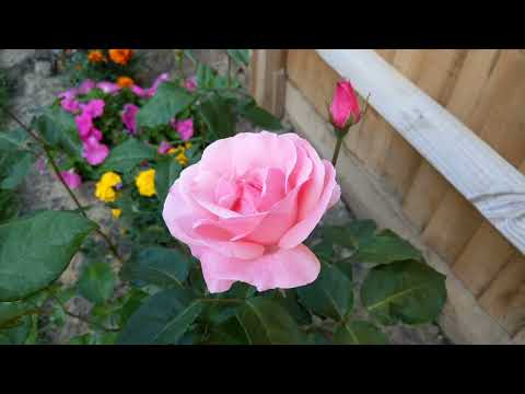 Video: Rose Queen Elizabeth: reina del jardín