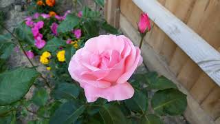 Rose Queen Elizabeth #backyardfarming