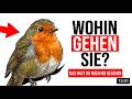 Was deine Gartenvögel wirklich tun, wenn es dunkel wird (Du hast es nie gesehen)
