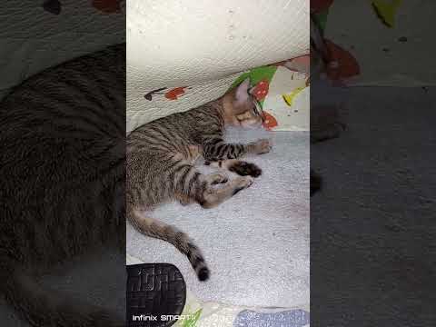 @HELLO KITTENS? PetCat#Subscribe