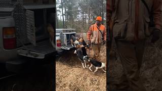 Download Lagu Release the BEAGLES! #hunting #rabbithunting #huntingdog #beagle MP3