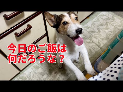 採れたての⚫️⚫️を使ったご飯を食べたジャックラッセルテリアがカワイイ😍