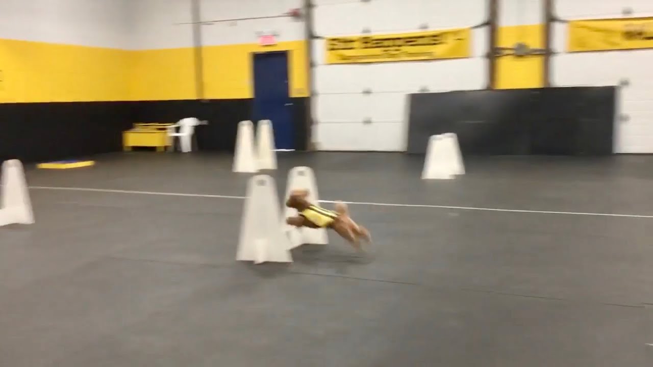 Scent Hurdles 20220430 YouTube