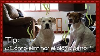 Adiós al olor de perro en casa: Soluciones efectivas y naturales