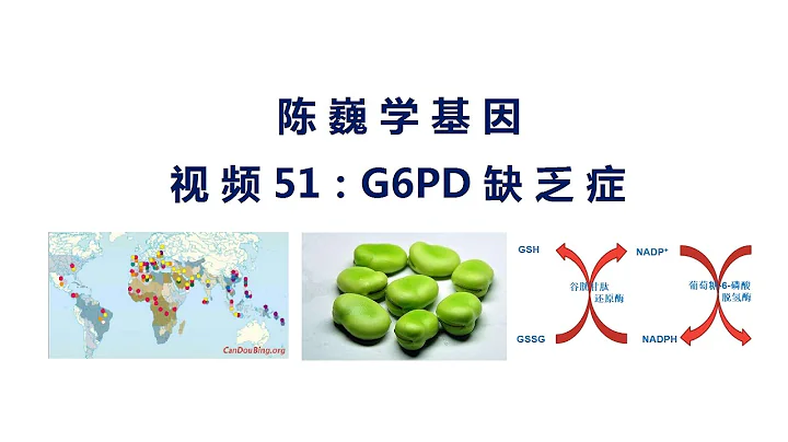 【陈巍学基因】视频51：G6PD缺乏症 - 天天要闻