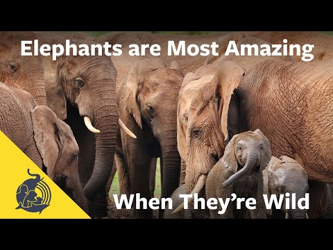 ELEPHANTS ARE MOST AMAZING WHEN THEY'RE WILD