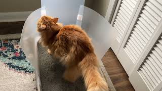 SANDPEAK Cat Litter Box Shield Assembly & Review