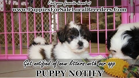 Teddy bear puppies for sale in ga