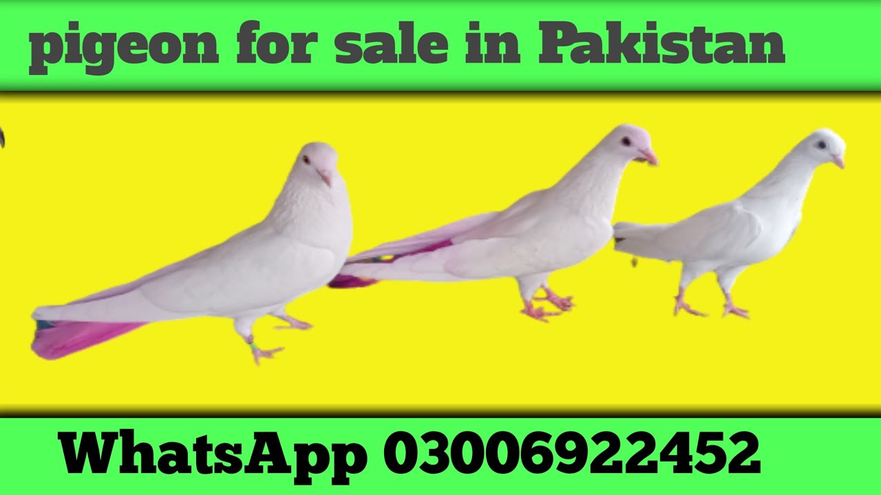 pigeon for sale in Pakistan WhatsApp 03006922452 nadeem pigeon tv