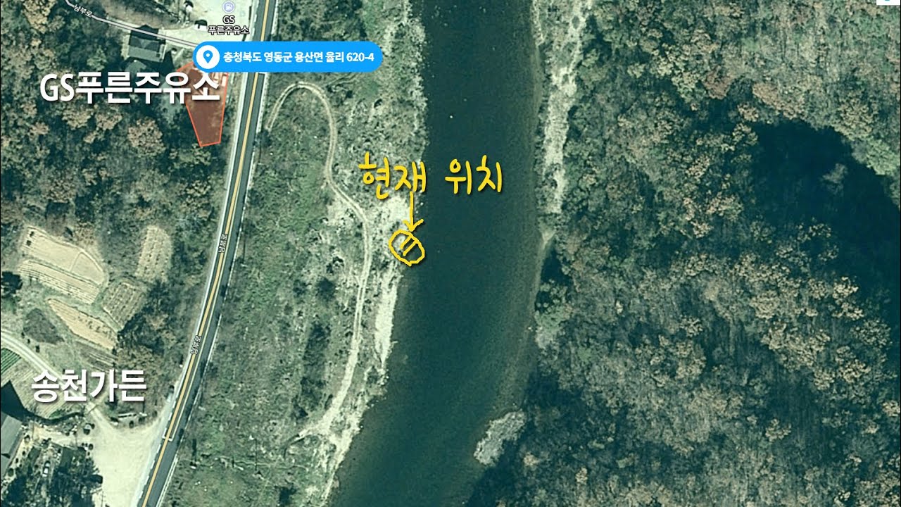 초강천 송천가든 앞 소 공략