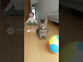 赤ちゃんと猫がいる暮らし part5 #癒し動画 #猫 #赤ちゃん