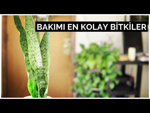 Video: Düşük Işıklı Ev Bitkileri Listesi: 10 Kolay Düşük Işıklı Ev Bitkileri