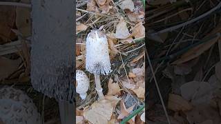 Coprinus comatus