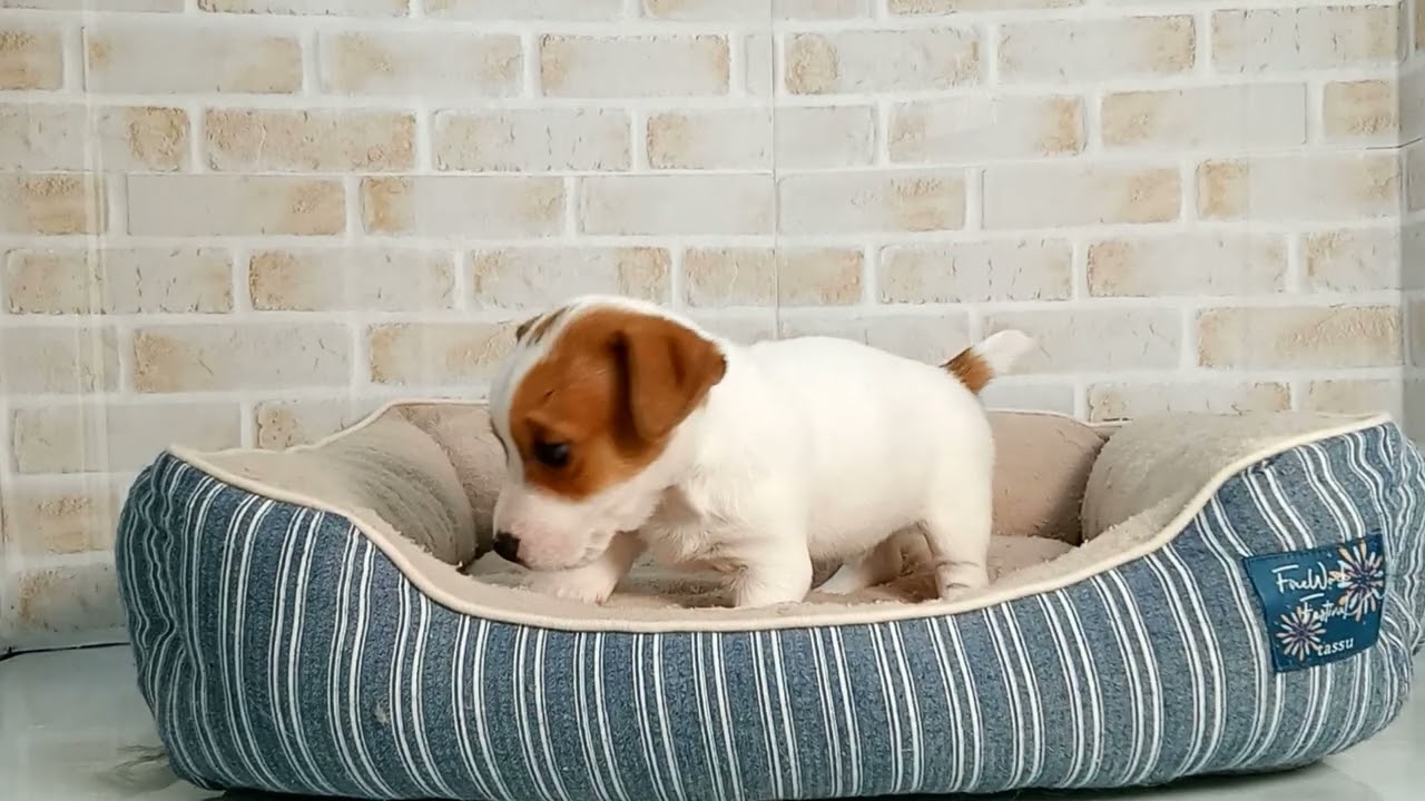 747713 ジャックラッセルテリア - YouTube