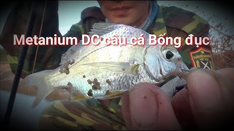 Câu Cá Bống Đục Thiên Nhiên Bằng Cần Câu Lure Cá Lóc Chẽm