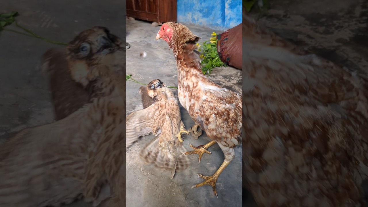 Home Rooster 🐓 Vs Wild Falcon 🦅||Very Funny Amazing Meeting 