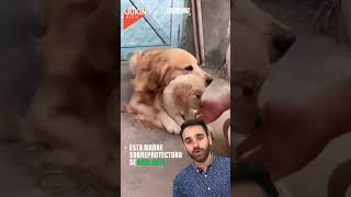 Esta perrita golden retriever protege a su cachorra de las caricias de su amo. #pets