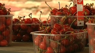 Les récoltes de cerises mises en danger par le moucheron asiatique