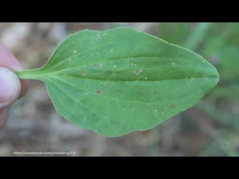 Video: Bredbladet plantain Weeds: Learn About Eating Plantain Weeds