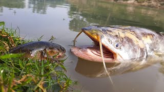 Unbelievable Fishing Technique | Underground Monster Come Out Hunting Small Fish In River