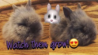 Watch these cute Lionhead babies grow up  From birth to 8 weeks old (Very cute )