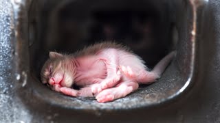 The NEWBORN Kitten STUCK in the STOVEPIPE takes his last BREATH, But GOD sends a MIRACLE| Lucky Paws