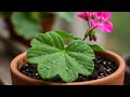 Geraniums Leaf Propagation Grow New Plants In Days Geraniums Leaf Propagation Grow New Plants In Days