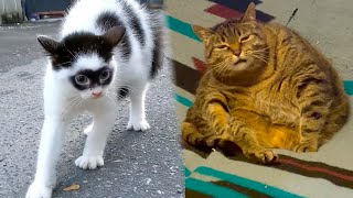 The Funniest Cats EVER Seen!