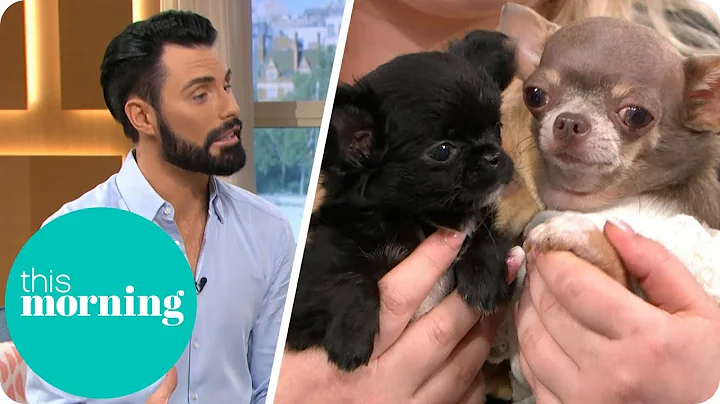Is It Cruel to Breed Teacup Dogs? | This Morning - DayDayNews