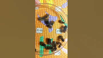 Как Привлечь Пчел Осмий в Сад Для Опыления Цветов? Mason Bees Osmia rufa. #shorts #savebees