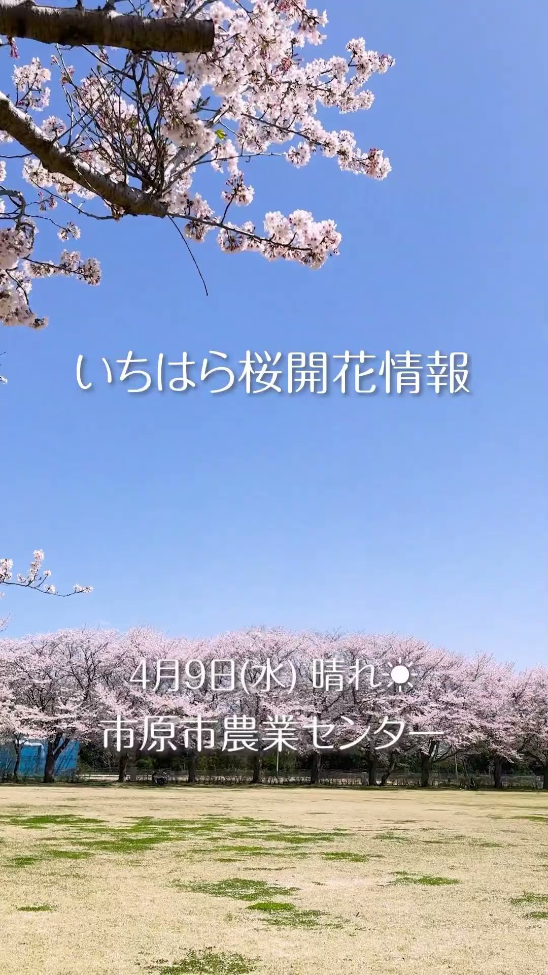 千葉県市原市】4/9(水)桜開花情報 市原市農業センター #short