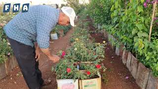 مهنة زراعة الورود والأزهار ترافق أبو صالح في نزوحه من حلب إلى عفرين